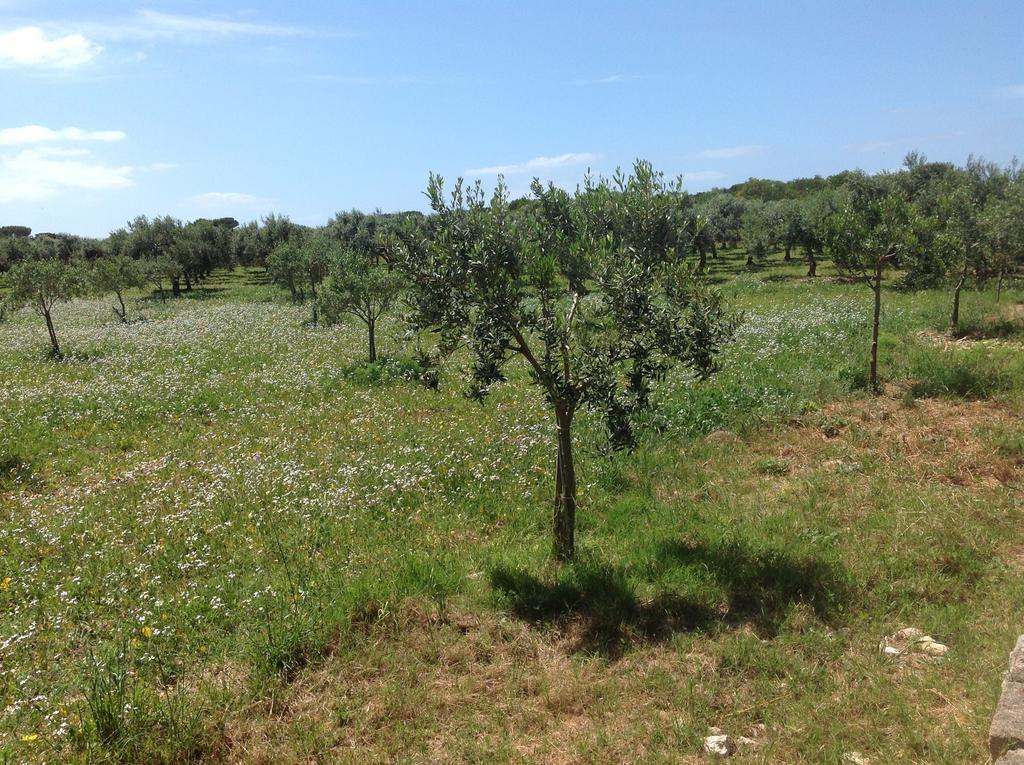 Appartamenti In Villa Senia 파뷔냐나도 외부 사진